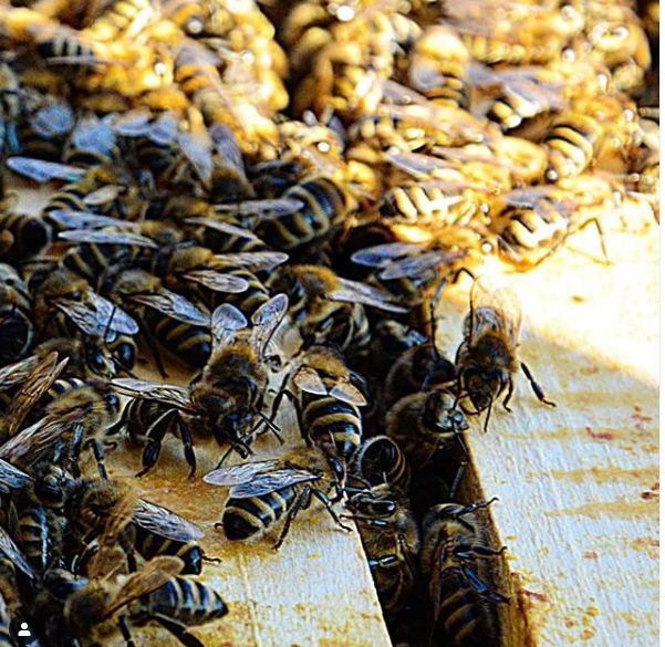 Včelí jed – liek alebo zabijak