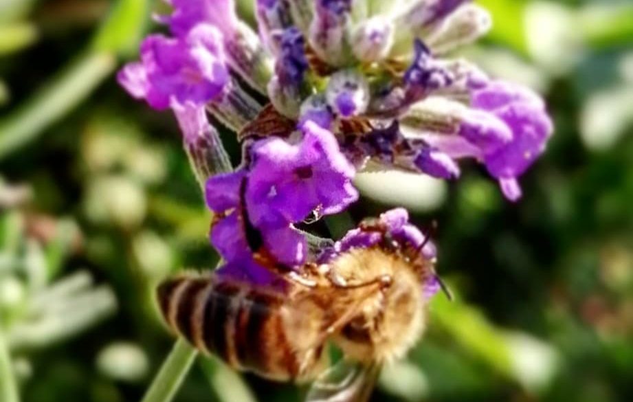 Lavender and its story