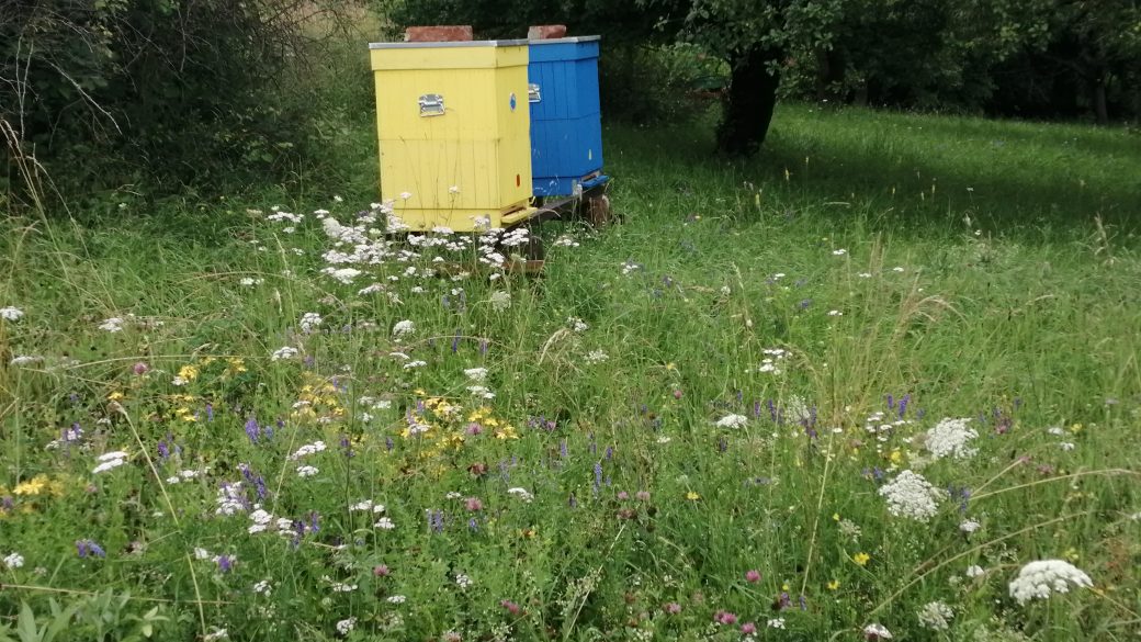 Prečo som začal včeláriť! Prečo by si mal začať včeláriť…