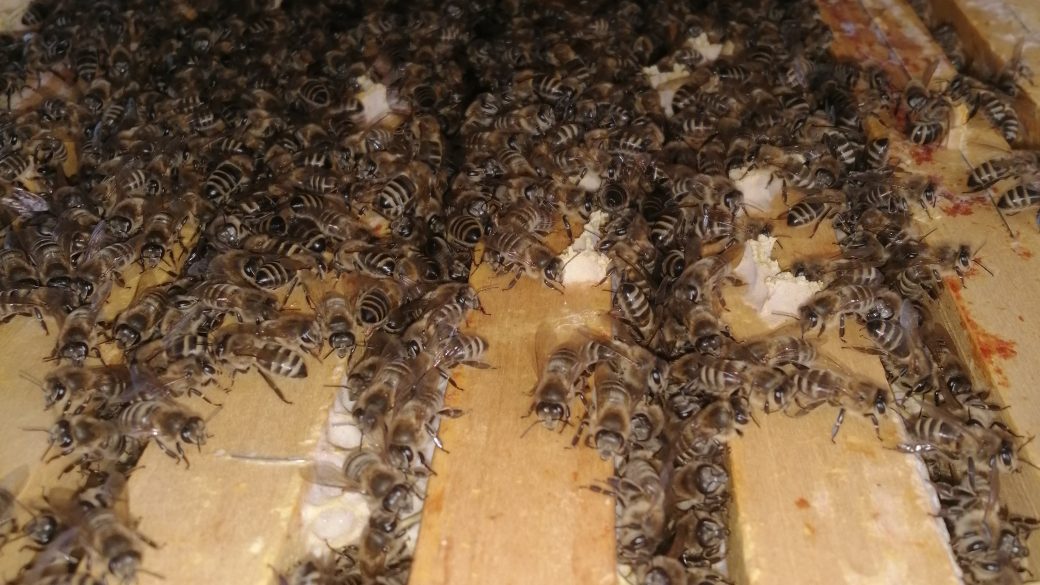 Čo robiť pre chov silných včelstiev v priebehu roku