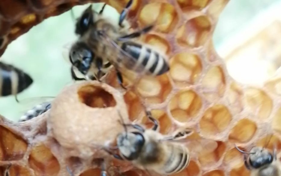 Rok včelára – máj