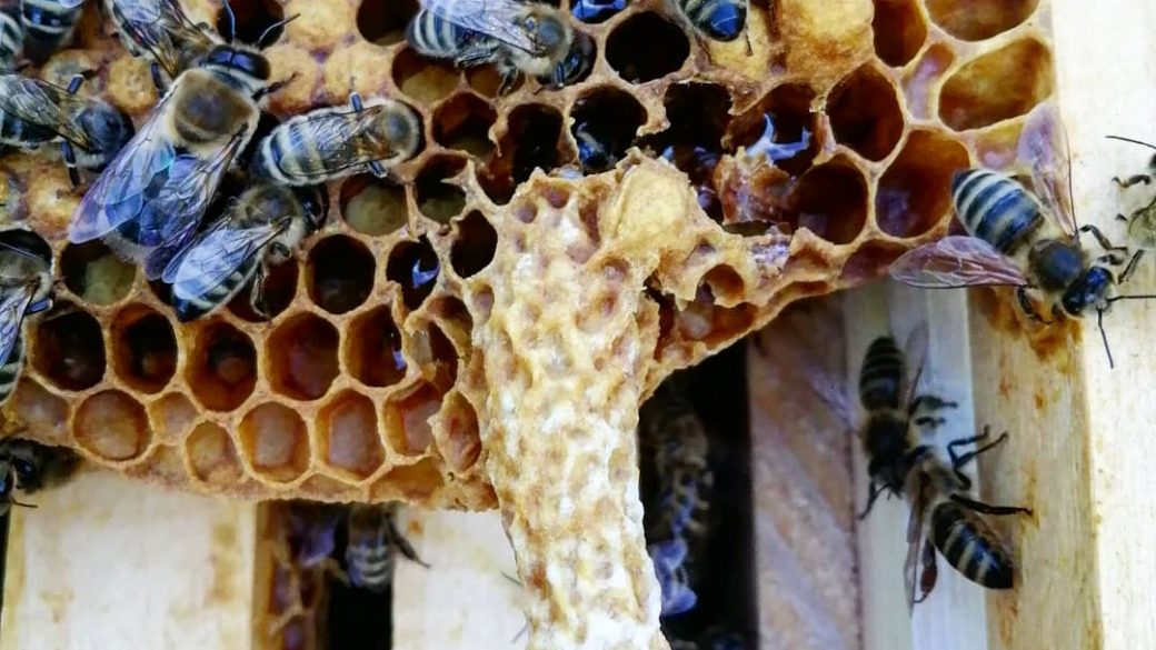 Rok včelára – jún